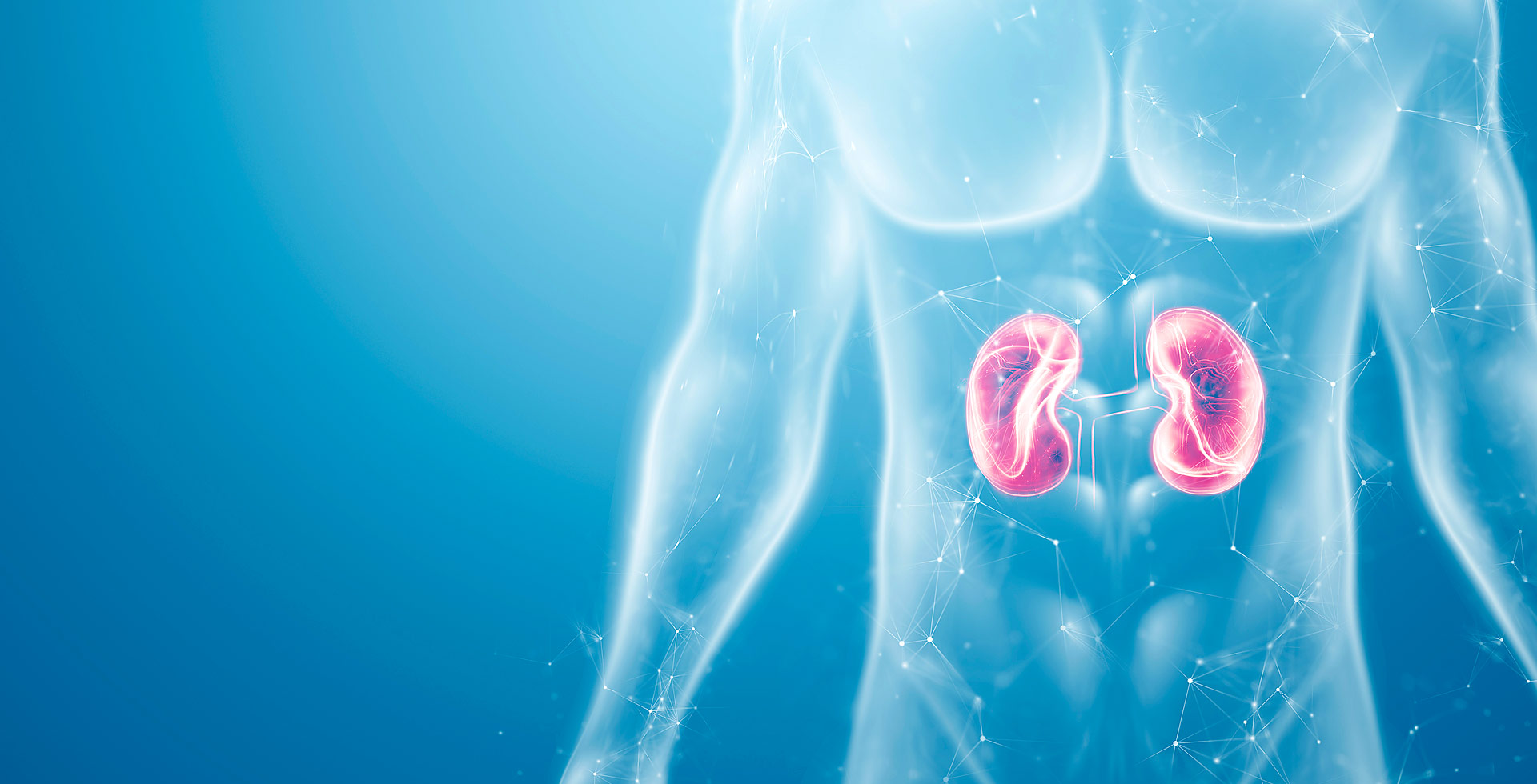 Representación médica de los riñones y su ubicación en el cuerpo