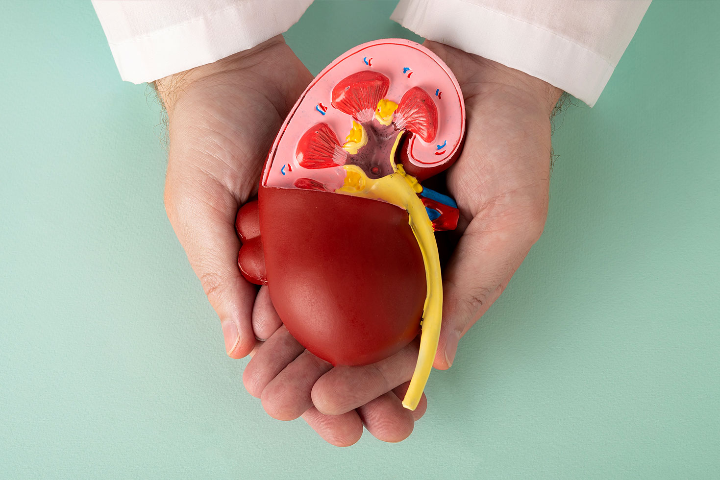 Anatomical kidney model used to explain kidney health and follow-up recommendations